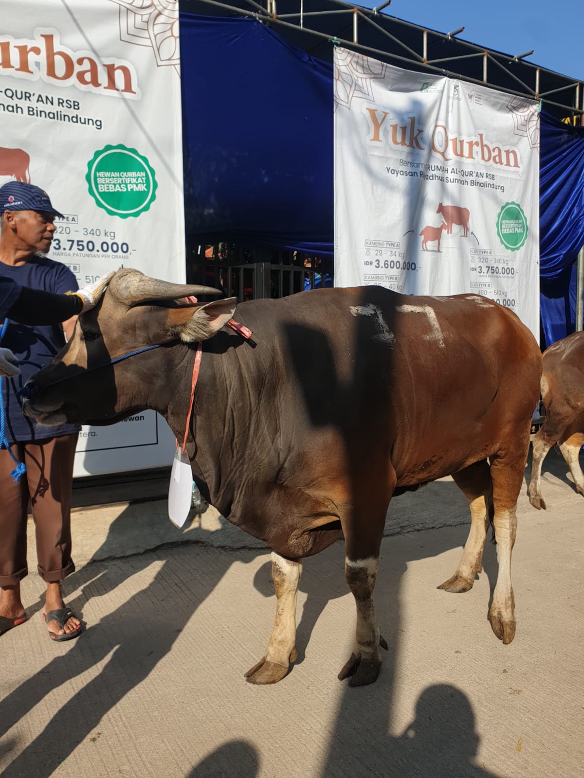 qurban